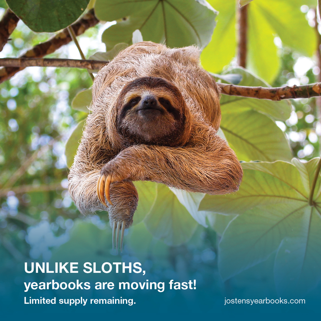 Sloth Ad image